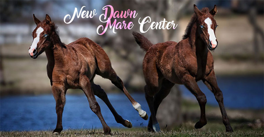 New Dawn Mare Center